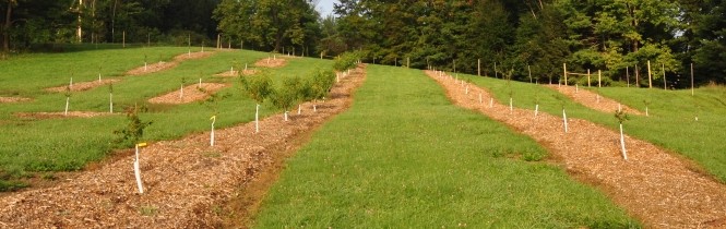 orchard at Sweetland Farm in Norwich Vermont