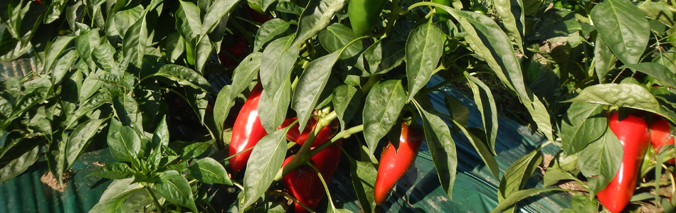 Sweetland Farm - peppers