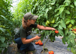 Norah harvesting tomatoes